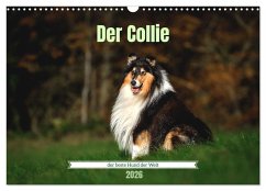 Der Collie der beste Hund der Welt (Wandkalender 2026 DIN A3 quer), CALVENDO Monatskalender