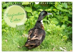 Faszination Enten (Wandkalender 2026 DIN A4 quer), CALVENDO Monatskalender