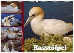 Faszination Basstölpel (Wandkalender 2026 DIN A2 quer), CALVENDO Monatskalender Faszination Basstölpel (Wandkalender 2026 DIN A2 quer), CALVENDO Monatskalender