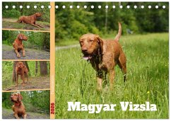 Faszination Magyar Vizsla (Tischkalender 2026 DIN A5 quer), CALVENDO Monatskalender Faszination Magyar Vizsla (Tischkalender 2026 DIN A5 quer), CALVENDO Monatskalender