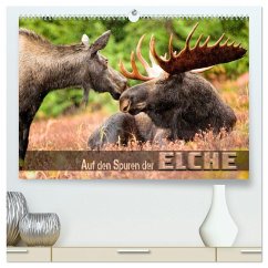 Auf den Spuren der Elche (hochwertiger Premium Wandkalender 2026 DIN A2 quer), Kunstdruck in Hochglanz Auf den Spuren der Elche (hochwertiger Premium Wandkalender 2026 DIN A2 quer), Kunstdruck in Hochglanz