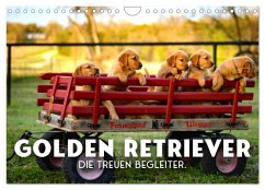 Golden Retriever - Die treuen Begleiter. (Wandkalender 2026 DIN A4 quer), CALVENDO Monatskalender Golden Retriever - Die treuen Begleiter. (Wandkalender 2026 DIN A4 quer), CALVENDO Monatskalender