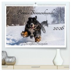 Berner Sennenhunde - Die sanften Powerpakete (hochwertiger Premium Wandkalender 2026 DIN A2 quer), Kunstdruck in Hochglanz