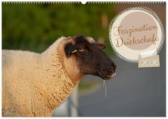 Faszination Deichschafe (Wandkalender 2026 DIN A2 quer), CALVENDO Monatskalender Faszination Deichschafe (Wandkalender 2026 DIN A2 quer), CALVENDO Monatskalender