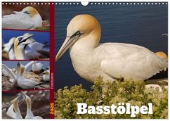 Faszination Basstölpel (Wandkalender 2026 DIN A3 quer), CALVENDO Monatskalender Faszination Basstölpel (Wandkalender 2026 DIN A3 quer), CALVENDO Monatskalender
