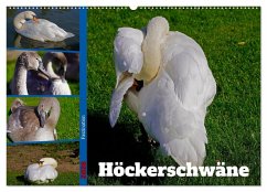 Faszination Höckerschwäne (Wandkalender 2026 DIN A2 quer), CALVENDO Monatskalender Faszination Höckerschwäne (Wandkalender 2026 DIN A2 quer), CALVENDO Monatskalender