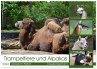 Trampeltiere und Alpakas (Wandkalender... - Bild 1