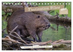 Faszination Biber (Tischkalender 2026 DIN A5 quer), CALVENDO Monatskalender Faszination Biber (Tischkalender 2026 DIN A5 quer), CALVENDO Monatskalender