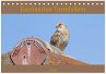 Faszination Turmfalken (Tischkalender... - Bild 1
