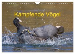 Kämpfende Vögel (Wandkalender 2026 DIN A4 quer), CALVENDO Monatskalender Kämpfende Vögel (Wandkalender 2026 DIN A4 quer), CALVENDO Monatskalender