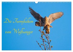 Die Turmfalken von Wolfsanger (Wandkalender 2026 DIN A3 quer), CALVENDO Monatskalender Die Turmfalken von Wolfsanger (Wandkalender 2026 DIN A3 quer), CALVENDO Monatskalender