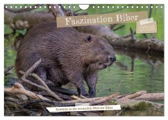 Faszination Biber (Wandkalender 2026 DIN A4 quer), CALVENDO Monatskalender Faszination Biber (Wandkalender 2026 DIN A4 quer), CALVENDO Monatskalender