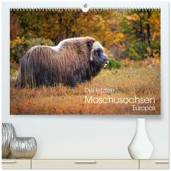 Die letzten Moschusochsen Europas (hochwertiger Premium Wandkalender 2026 DIN A2 quer), Kunstdruck in Hochglanz
