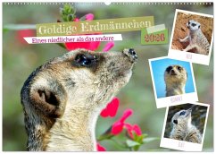 Cover Goldige Erdmännchen (Wandkalender 2026 DIN A2 quer), CALVENDO Monatskalender