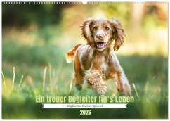 Englischer Cocker Spaniel (Wandkalender 2026 DIN A2 quer), CALVENDO Monatskalender Englischer Cocker Spaniel (Wandkalender 2026 DIN A2 quer), CALVENDO Monatskalender