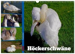 Faszination Höckerschwäne (Wandkalender 2026 DIN A3 quer), CALVENDO Monatskalender Faszination Höckerschwäne (Wandkalender 2026 DIN A3 quer), CALVENDO Monatskalender