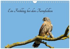 Ein Frühjahr bei den Turmfalken (Wandkalender 2026 DIN A4 quer), CALVENDO Monatskalender Ein Frühjahr bei den Turmfalken (Wandkalender 2026 DIN A4 quer), CALVENDO Monatskalender