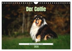 Der Collie der beste Hund der Welt (Wandkalender 2026 DIN A4 quer), CALVENDO Monatskalender