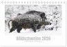 Wildschweine - Wildlife Fotografien... - Bild 1