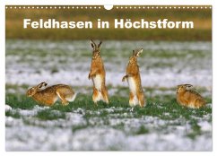 Feldhasen in Höchstform (Wandkalender 2026 DIN A3 quer), CALVENDO Monatskalender