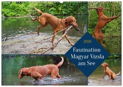 Faszination Magyar Vizsla am See (Wandkalender 2026 DIN A2 quer), CALVENDO Monatskalender Faszination Magyar Vizsla am See (Wandkalender 2026 DIN A2 quer), CALVENDO Monatskalender