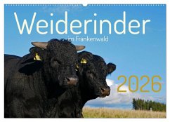 Cover Weiderinder im Frankenwald (Wandkalender 2026 DIN A2 quer), CALVENDO Monatskalender