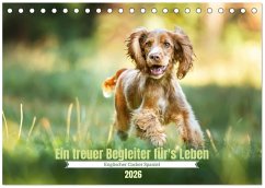 Englischer Cocker Spaniel (Tischkalender 2026 DIN A5 quer), CALVENDO Monatskalender Englischer Cocker Spaniel (Tischkalender 2026 DIN A5 quer), CALVENDO Monatskalender