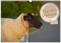 Faszination Deichschafe (Wandkalender 2026 DIN A3 quer), CALVENDO Monatskalender Faszination Deichschafe (Wandkalender 2026 DIN A3 quer), CALVENDO Monatskalender