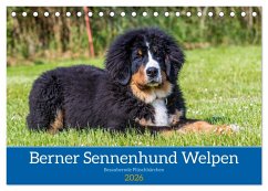Berner Sennenhund Welpen - Bezaubernde Plüschbärchen (Tischkalender 2026 DIN A5 quer), CALVENDO Monatskalender