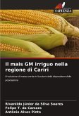 Il mais GM irriguo nella regione di Cariri