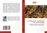 La Sargassum, le gisement d'or de la Caraïbe La Sargassum, le gisement d'or de la Caraïbe