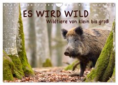 ES WIRD WILD Wildtiere von klein bis groß (Wandkalender 2026 DIN A4 quer), CALVENDO Monatskalender
