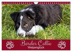 Cover Border Collie - Welpenglück (Wandkalender 2026 DIN A4 quer), CALVENDO Monatskalender