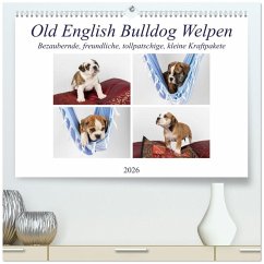 Cover Old English Bulldog Welpen (hochwertiger Premium Wandkalender 2026 DIN A2 quer), Kunstdruck in Hochglanz