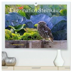 Faszination Steinkauz (hochwertiger Premium Wandkalender 2026 DIN A2 quer), Kunstdruck in Hochglanz