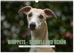 WHIPPETS - SCHNELL UND SCHÖN (Wandkalender 2026 DIN A3 quer), CALVENDO Monatskalender WHIPPETS - SCHNELL UND SCHÖN (Wandkalender 2026 DIN A3 quer), CALVENDO Monatskalender