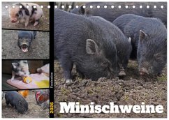 Faszination Minischweine (Tischkalender 2026 DIN A5 quer), CALVENDO Monatskalender Faszination Minischweine (Tischkalender 2026 DIN A5 quer), CALVENDO Monatskalender