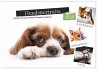 Hundeportraits, Hunde sind unsere... - Bild 1