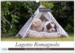 Lagotto Romagnolo - Spiel und Spaß in der Welpenzeit (Wandkalender 2026 DIN A3 quer), CALVENDO Monatskalender Lagotto Romagnolo - Spiel und Spaß in der Welpenzeit (Wandkalender 2026 DIN A3 quer), CALVENDO Monatskalender