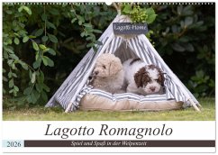 Lagotto Romagnolo - Spiel und Spaß in der Welpenzeit (Wandkalender 2026 DIN A2 quer), CALVENDO Monatskalender Lagotto Romagnolo - Spiel und Spaß in der Welpenzeit (Wandkalender 2026 DIN A2 quer), CALVENDO Monatskalender