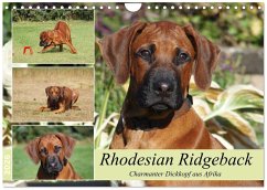 Cover Rhodesian Ridgeback - Charmanter Dickkopf aus Afrika (Wandkalender 2026 DIN A4 quer), CALVENDO Monatskalender