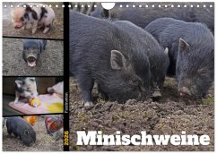 Faszination Minischweine (Wandkalender 2026 DIN A4 quer), CALVENDO Monatskalender Faszination Minischweine (Wandkalender 2026 DIN A4 quer), CALVENDO Monatskalender