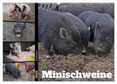 Faszination Minischweine (Wandkalender 2026 DIN A2 quer), CALVENDO Monatskalender Faszination Minischweine (Wandkalender 2026 DIN A2 quer), CALVENDO Monatskalender