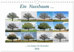 Ein Nussbaum von Januar bis Dezember (Wandkalender 2026 DIN A4 quer), CALVENDO Monatskalender