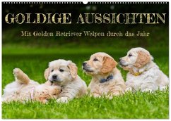 Cover Goldige Aussichten - Mit Golden Retriever Welpen durch das Jahr (Wandkalender 2026 DIN A2 quer), CALVENDO Monatskalender