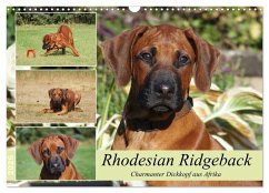 Cover Rhodesian Ridgeback - Charmanter Dickkopf aus Afrika (Wandkalender 2026 DIN A3 quer), CALVENDO Monatskalender