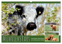 MuhViehStars (Wandkalender 2026 DIN A2 quer), CALVENDO Monatskalender