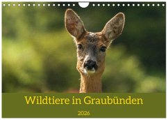 Wildtiere in Graubünden (Wandkalender 2026 DIN A4 quer), CALVENDO Monatskalender Cover Wildtiere in Graubünden (Wandkalender 2026 DIN A4 quer), CALVENDO Monatskalender