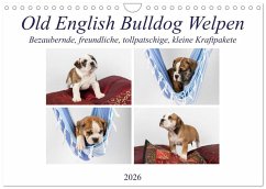 Cover Old English Bulldog Welpen (Wandkalender 2026 DIN A4 quer), CALVENDO Monatskalender