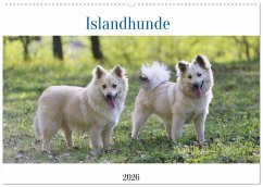 Islandhunde (Wandkalender 2026 DIN A2 quer), CALVENDO Monatskalender Islandhunde (Wandkalender 2026 DIN A2 quer), CALVENDO Monatskalender